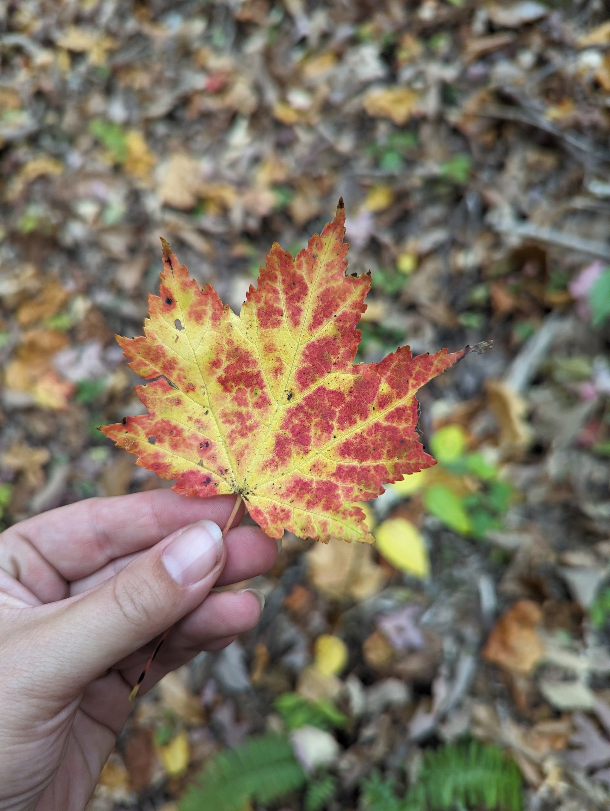 A hand holding a red and yellow maple leaf