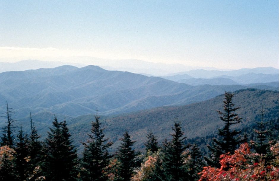 A series of pine tree tops in front of the Smoky Mountains in the background