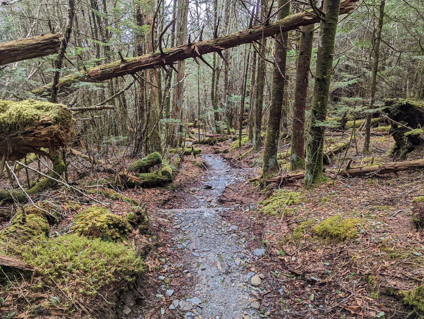 A rocky trail curves through a dense evergreen forest covered in moss