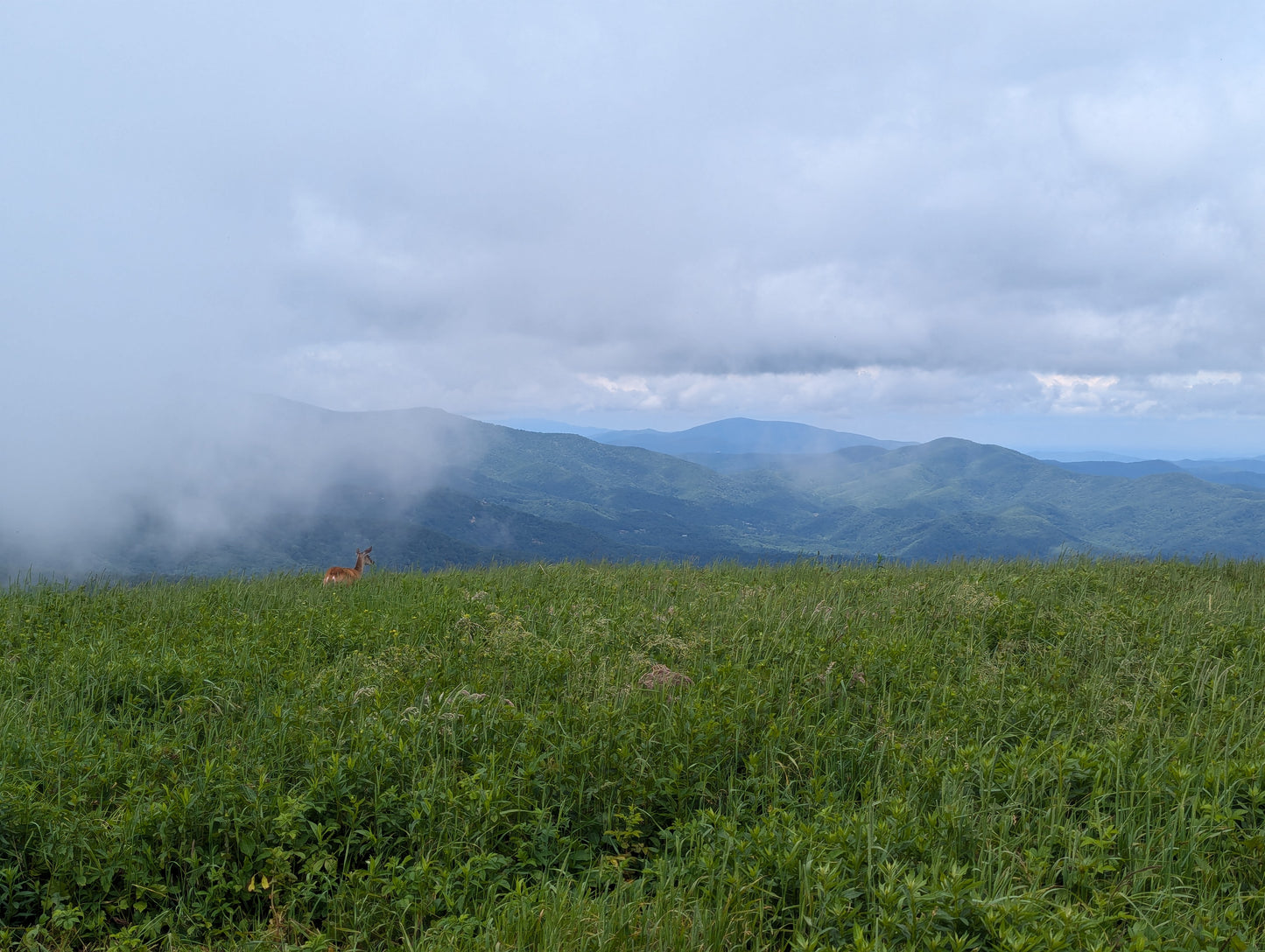 A deer standing in a grassy meadow on top of a mountain