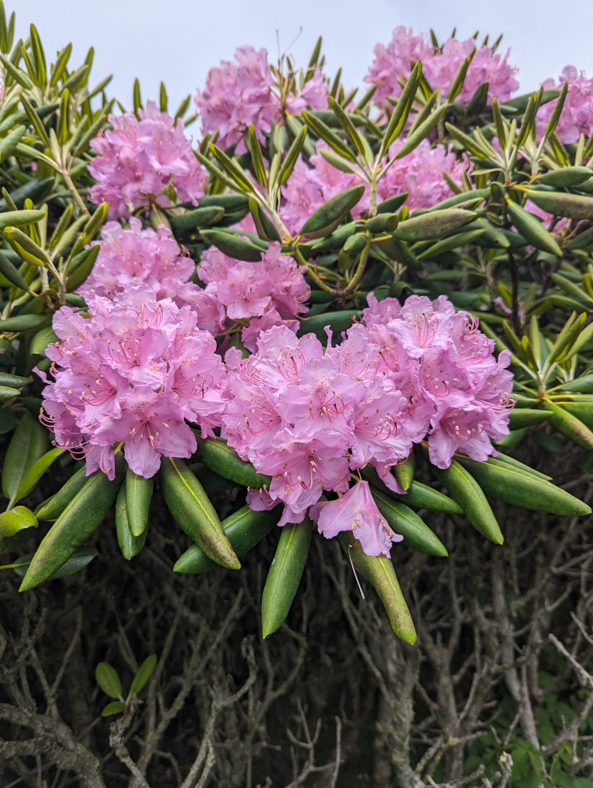 Large pink rhododendrons on a green bush