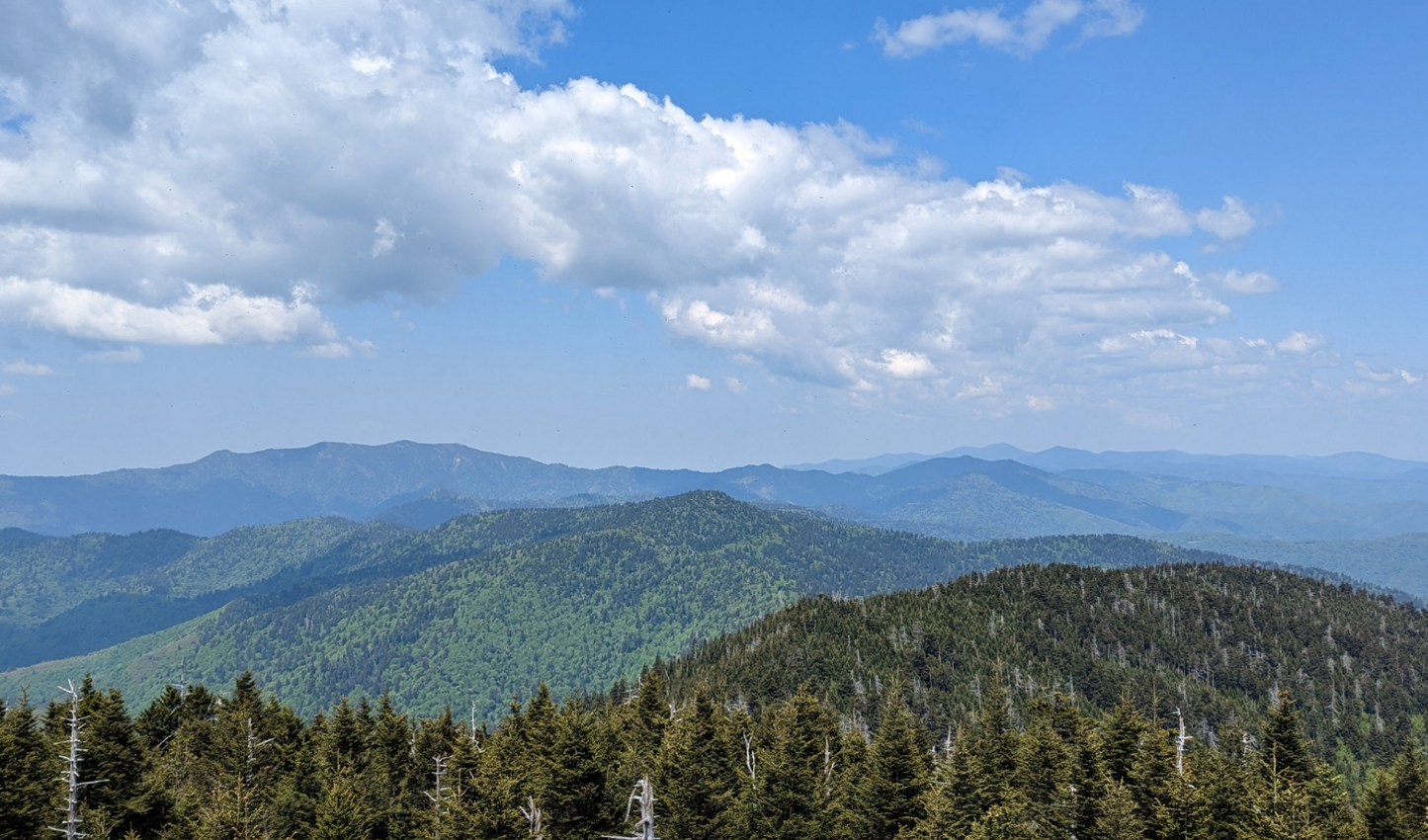 A view of mountains covered in evergreen trees