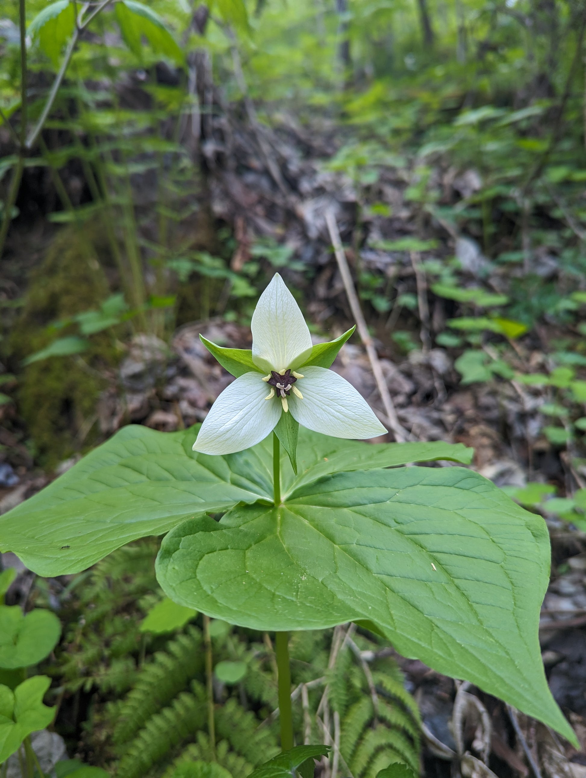 A white trillium wildflower in bloom