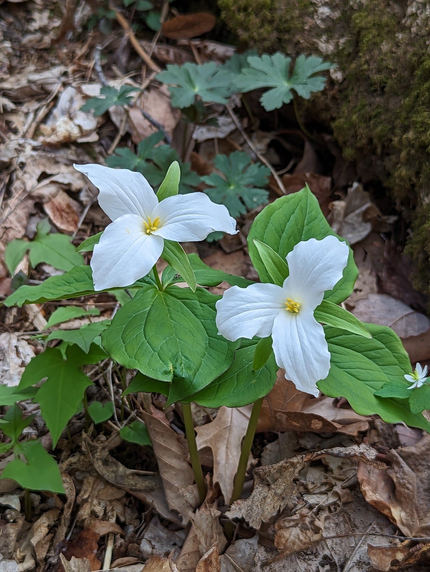 Two white trillium wildflowers in bloom