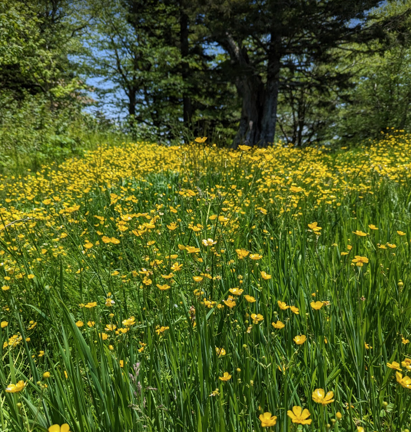 A field of yellow wildflowers